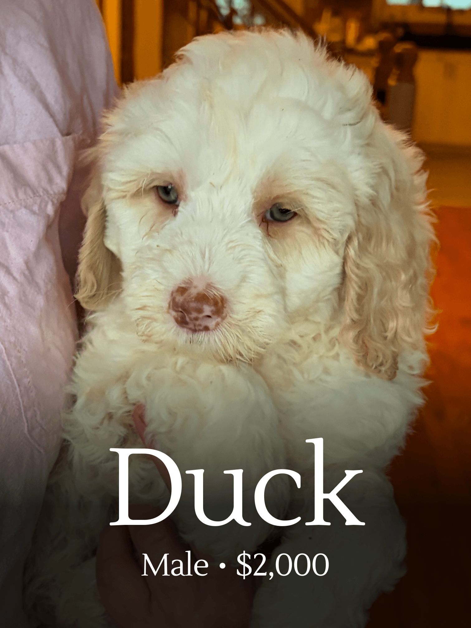 Duck