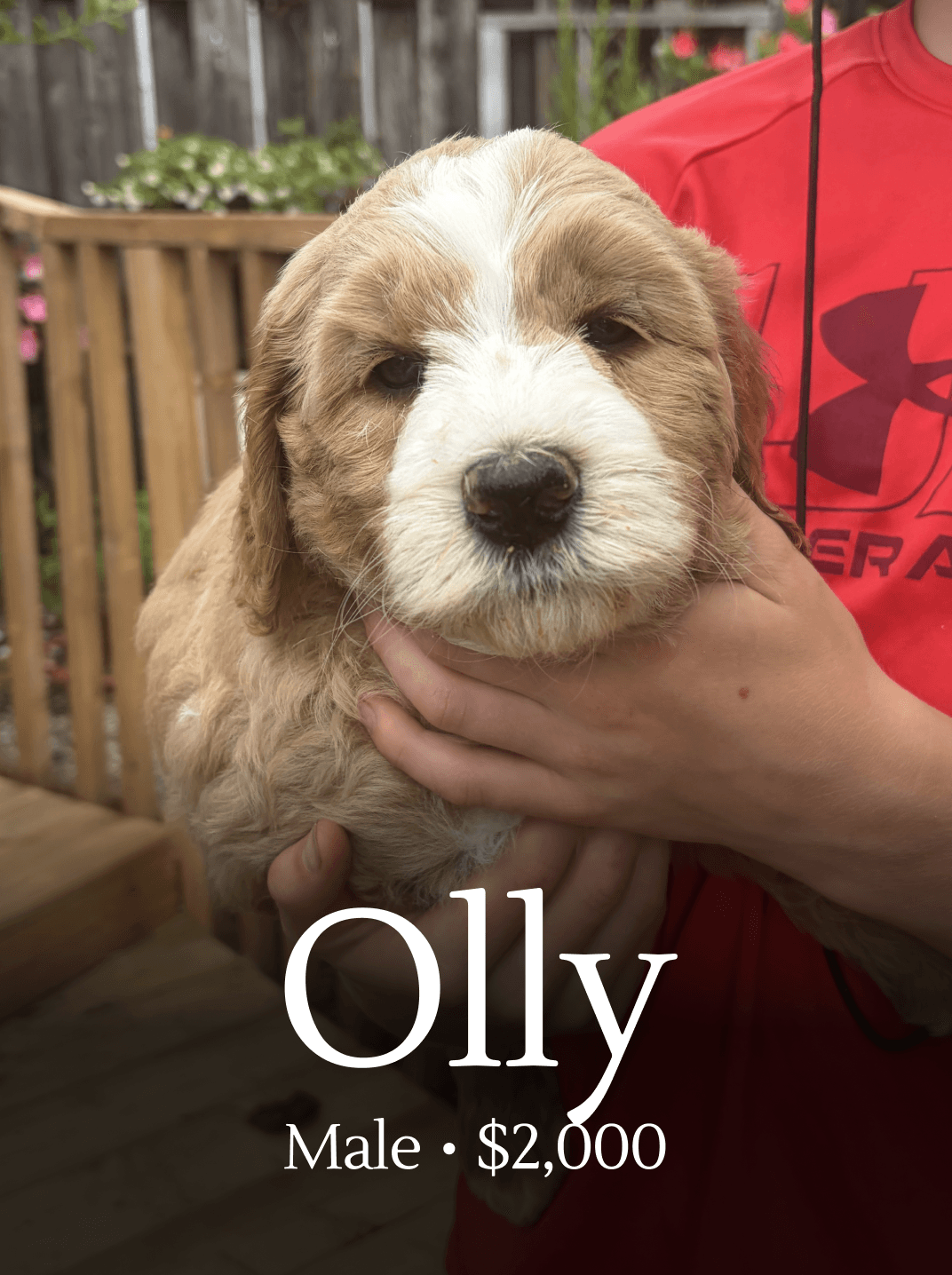 Olly