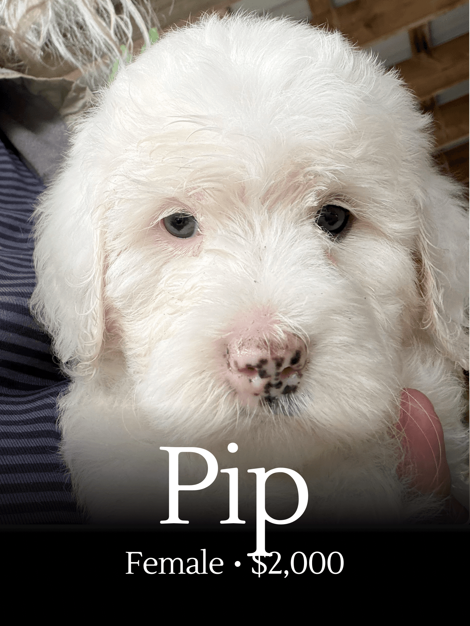 Pip